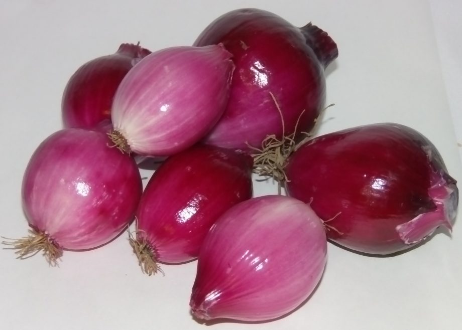 Zwiebel rot