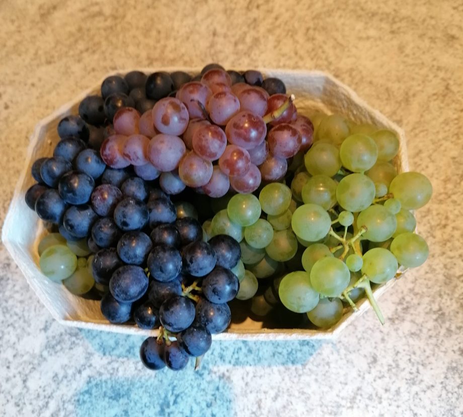 Weintrauben Bio